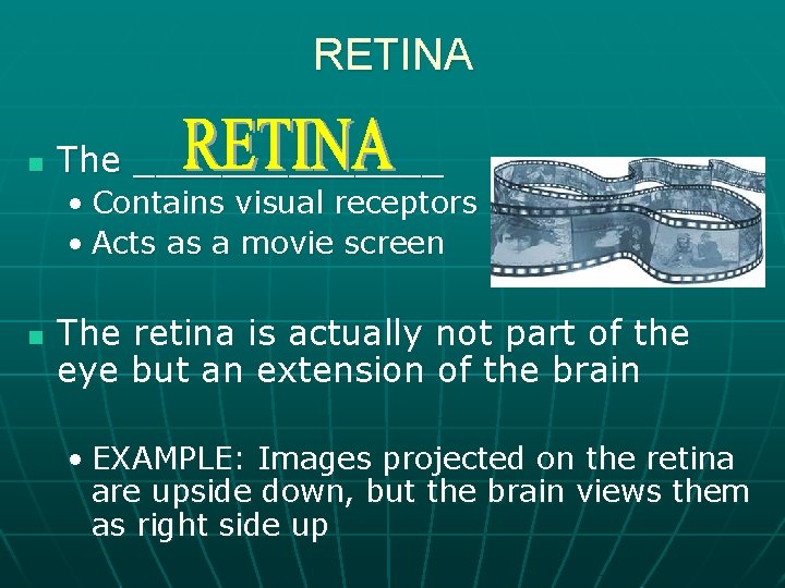 RETINA n The _______ • Contains visual receptors • Acts as a movie screen