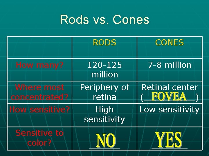 Rods vs. Cones RODS CONES How many? 120 -125 million 7 -8 million Where