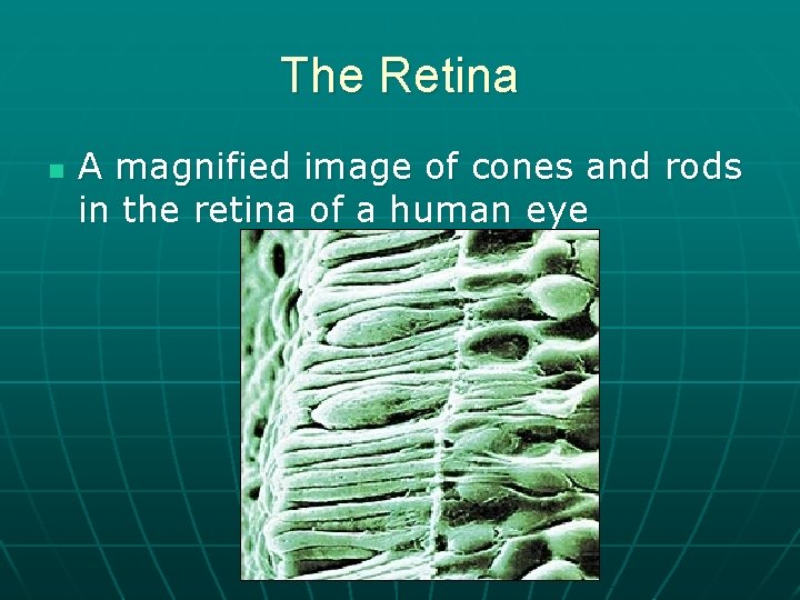 The Retina n A magnified image of cones and rods in the retina of