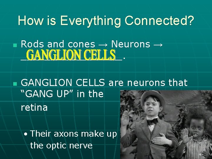 How is Everything Connected? n n Rods and cones → Neurons → _________. GANGLION