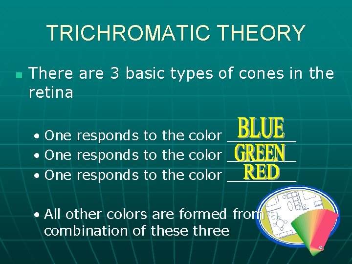 TRICHROMATIC THEORY n There are 3 basic types of cones in the retina •