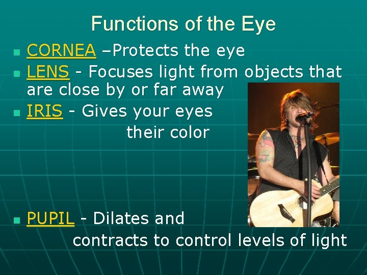 Functions of the Eye n n CORNEA –Protects the eye LENS - Focuses light