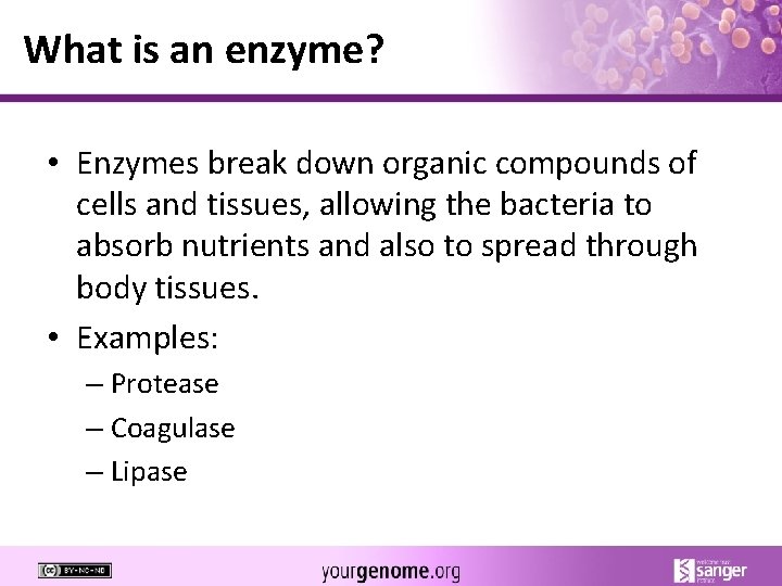 What is an enzyme? • Enzymes break down organic compounds of cells and tissues,