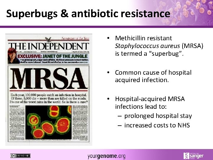 Superbugs & antibiotic resistance • Methicillin resistant Staphylococcus aureus (MRSA) is termed a “superbug”.