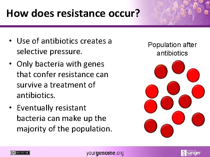 How does resistance occur? • Use of antibiotics creates a selective pressure. • Only
