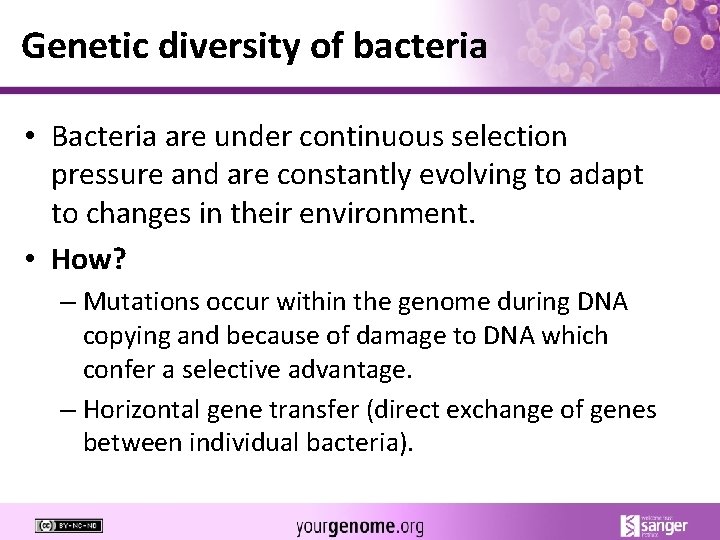 Genetic diversity of bacteria • Bacteria are under continuous selection pressure and are constantly