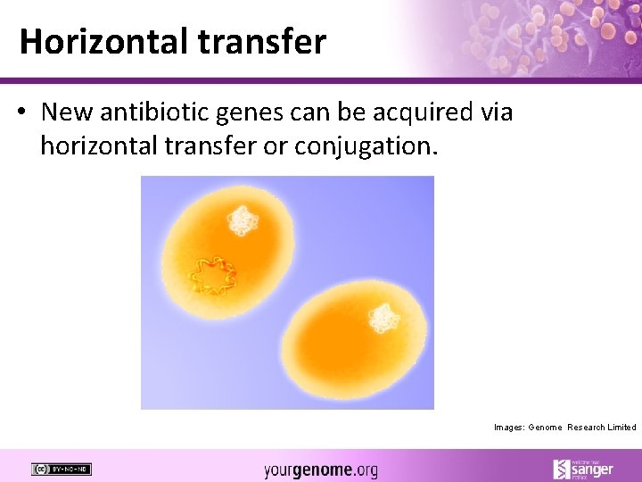 Horizontal transfer • New antibiotic genes can be acquired via horizontal transfer or conjugation.