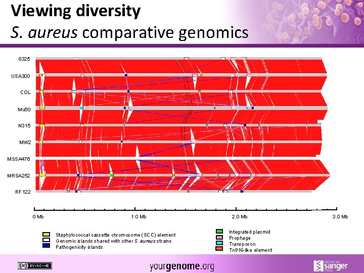 Viewing diversity S. aureus comparative genomics 8325 USA 300 COL Mu 50 N 315