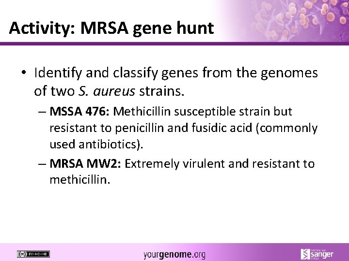 Activity: MRSA gene hunt • Identify and classify genes from the genomes of two
