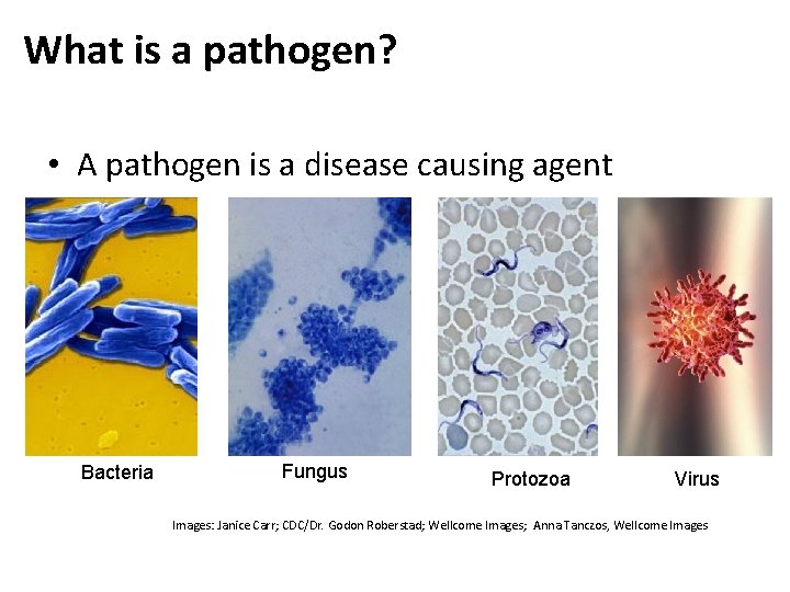 What is a pathogen? • A pathogen is a disease causing agent Bacteria Fungus