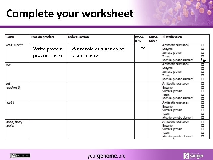 Complete your worksheet Write protein product here Write role or function of protein here