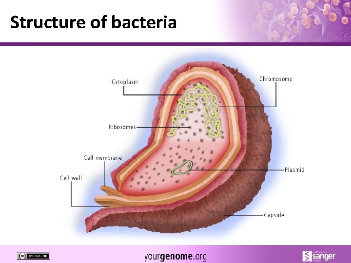 Structure of bacteria 