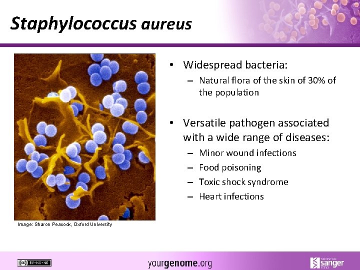 Staphylococcus aureus • Widespread bacteria: – Natural flora of the skin of 30% of
