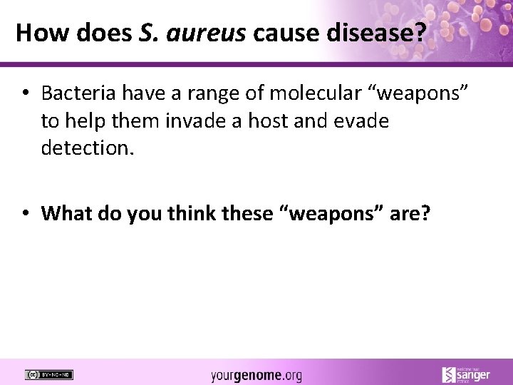 How does S. aureus cause disease? • Bacteria have a range of molecular “weapons”