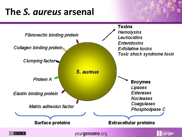 The S. aureus arsenal Fibronectin binding protein Collagen binding protein Toxins Hemolysins Leukocidins Enterotoxins