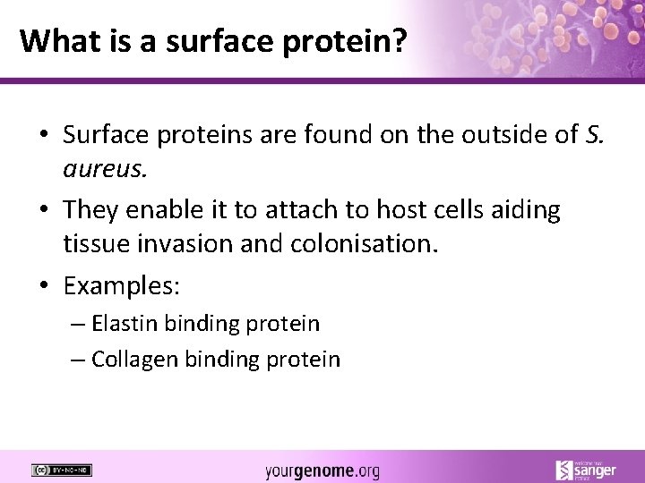 What is a surface protein? • Surface proteins are found on the outside of