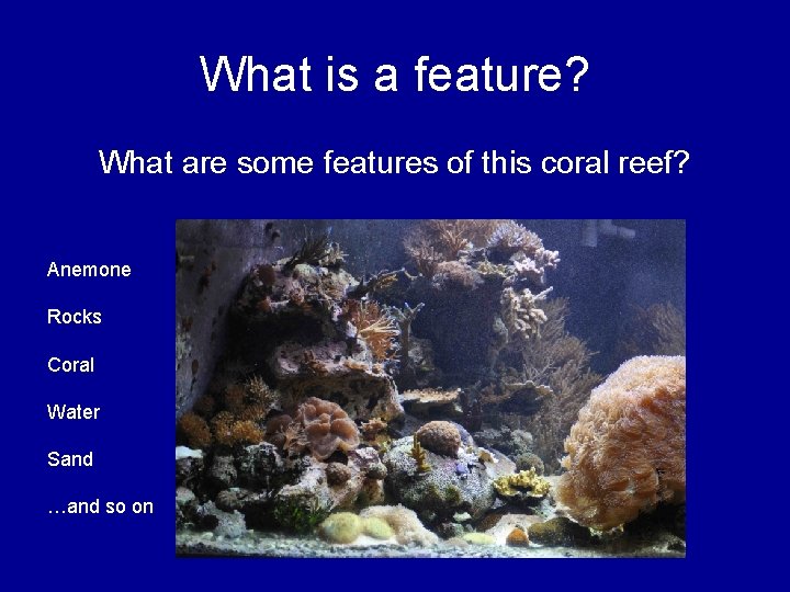 What is a feature? What are some features of this coral reef? Anemone Rocks