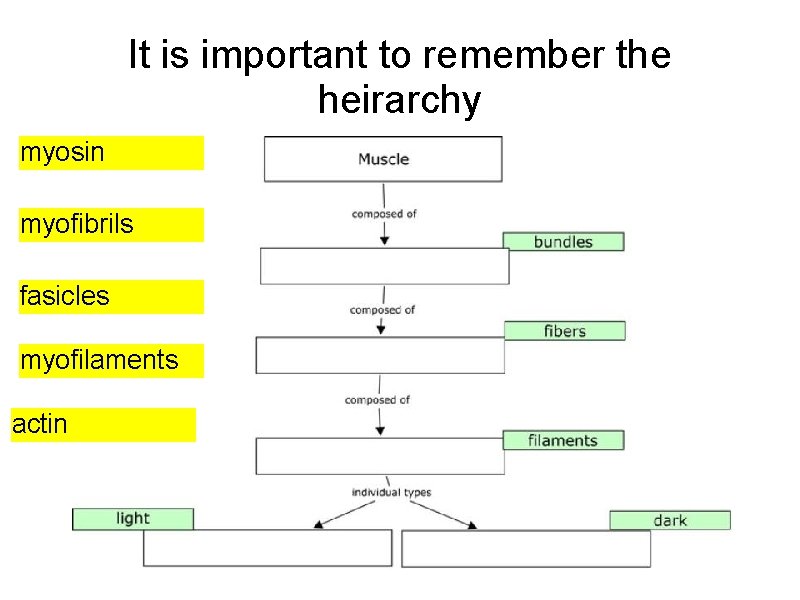 It is important to remember the heirarchy myosin myofibrils fasicles myofilaments actin 