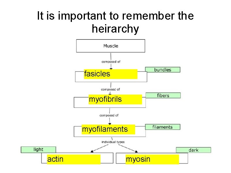 It is important to remember the heirarchy fasicles myofibrils myofilaments actin myosin 
