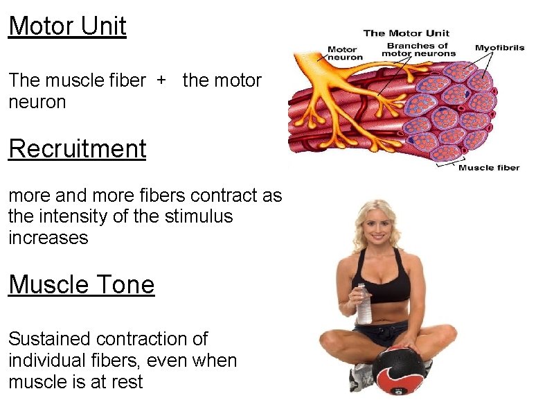 Motor Unit The muscle fiber + the motor neuron Recruitment more and more fibers