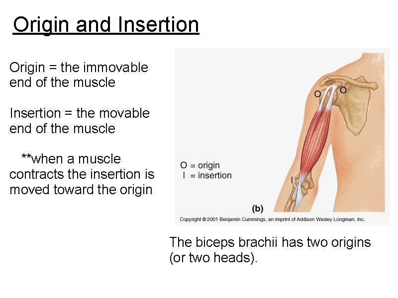 Origin and Insertion Origin = the immovable end of the muscle Insertion = the