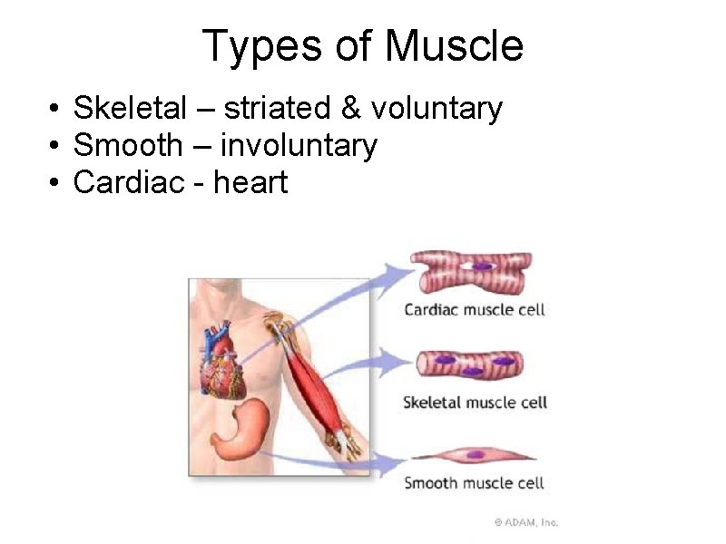 Types of Muscle • Skeletal – striated & voluntary • Smooth – involuntary •