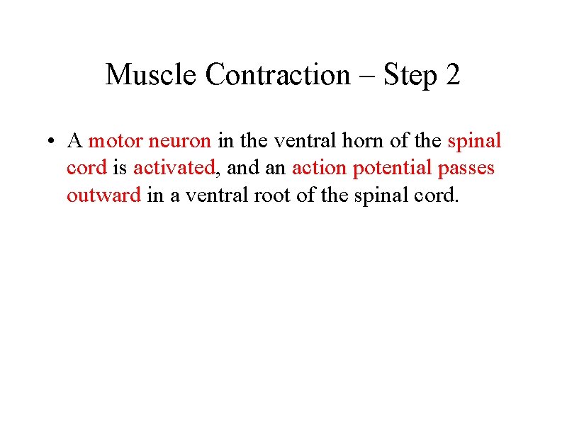 Muscle Contraction – Step 2 • A motor neuron in the ventral horn of