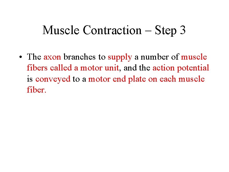 Muscle Contraction – Step 3 • The axon branches to supply a number of