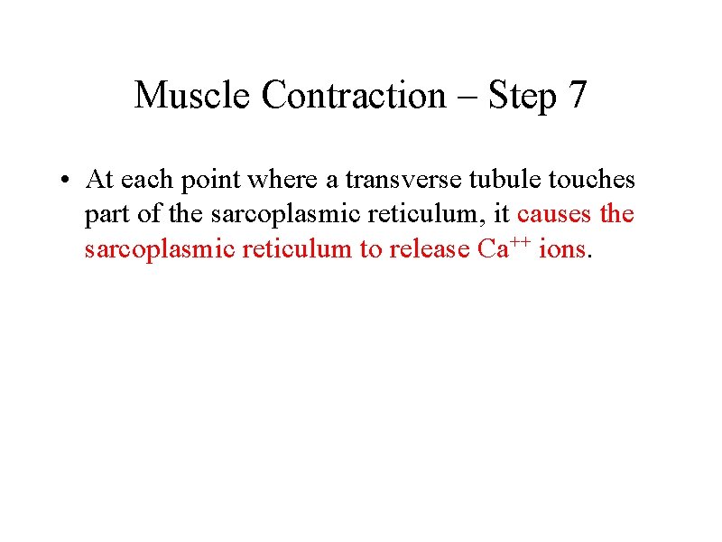 Muscle Contraction – Step 7 • At each point where a transverse tubule touches