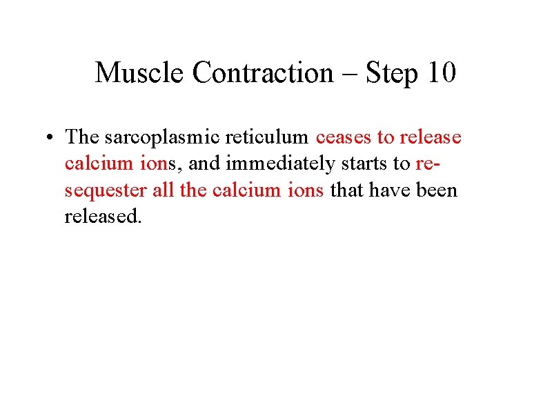 Muscle Contraction – Step 10 • The sarcoplasmic reticulum ceases to release calcium ions,