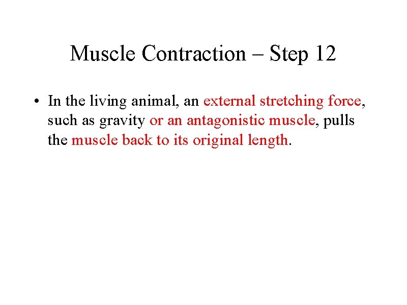 Muscle Contraction – Step 12 • In the living animal, an external stretching force,