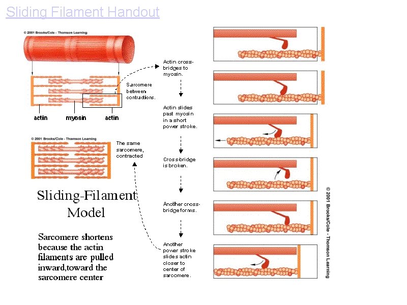 Sliding Filament Handout 