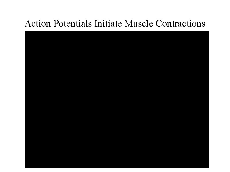 Action Potentials Initiate Muscle Contractions 