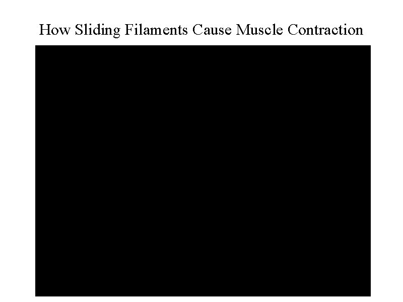 How Sliding Filaments Cause Muscle Contraction 