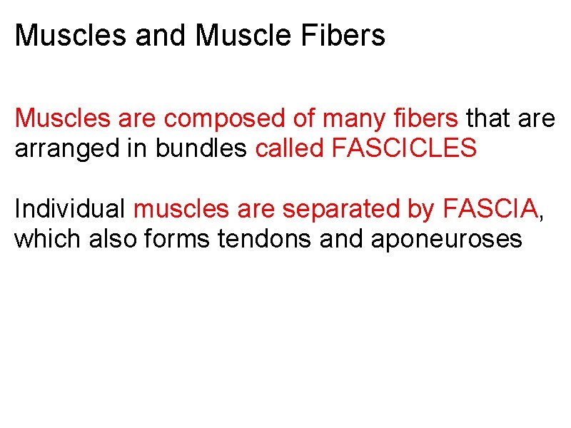 Muscles and Muscle Fibers Muscles are composed of many fibers that are arranged in