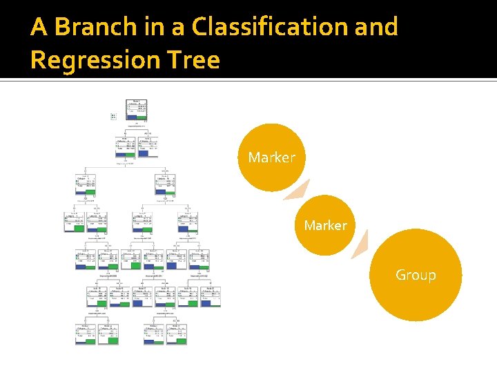 A Branch in a Classification and Regression Tree Marker Group 