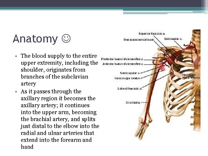 Anatomy • The blood supply to the entire upper extremity, including the shoulder, originates