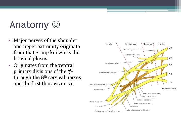 Anatomy • Major nerves of the shoulder and upper extremity originate from that group