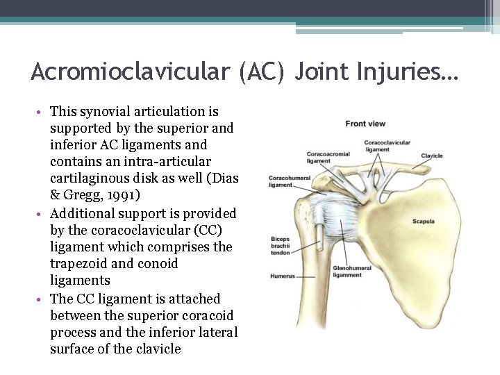 Acromioclavicular (AC) Joint Injuries… • This synovial articulation is supported by the superior and
