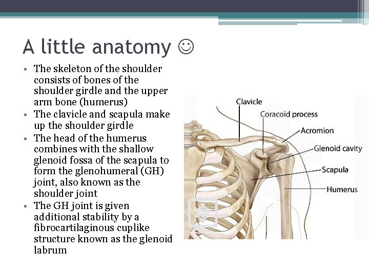 A little anatomy • The skeleton of the shoulder consists of bones of the