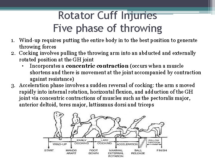 Rotator Cuff Injuries Five phase of throwing 1. Wind-up requires putting the entire body