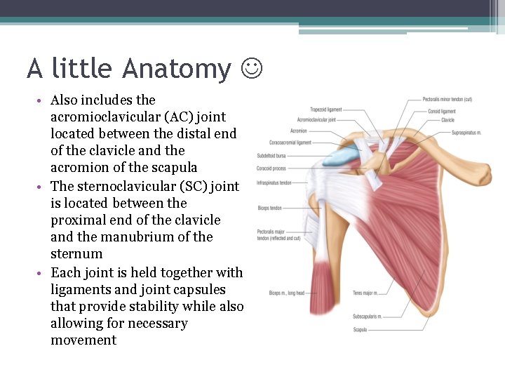 A little Anatomy • Also includes the acromioclavicular (AC) joint located between the distal