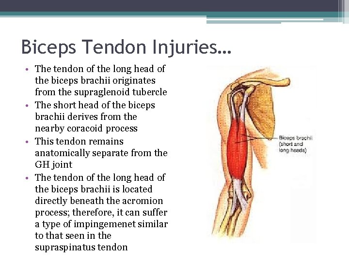 Biceps Tendon Injuries… • The tendon of the long head of the biceps brachii