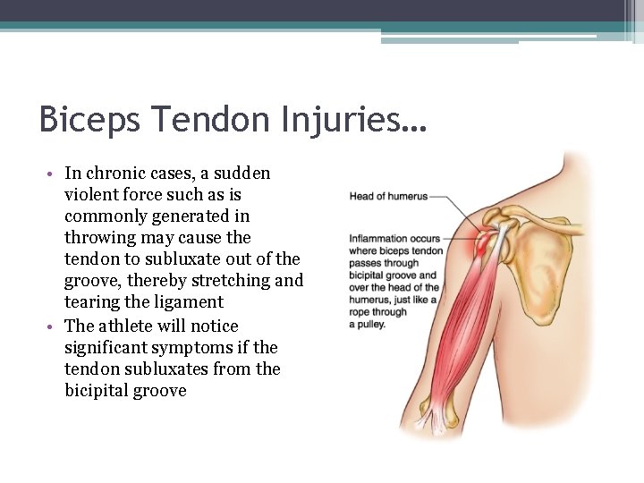 Biceps Tendon Injuries… • In chronic cases, a sudden violent force such as is