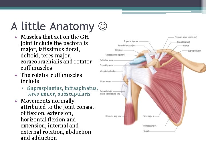 A little Anatomy • Muscles that act on the GH joint include the pectoralis