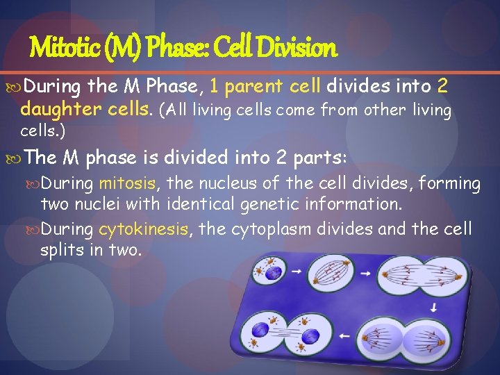 Mitotic (M) Phase: Cell Division During the M Phase, 1 parent cell divides into