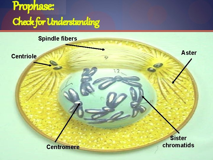Prophase: Check for Understanding Spindle fibers Aster Centriole Centromere Sister chromatids 