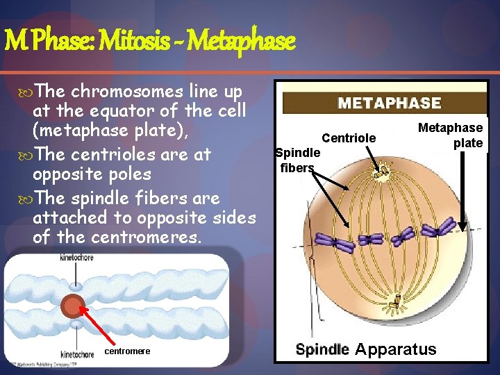 M Phase: Mitosis - Metaphase The chromosomes line up at the equator of the