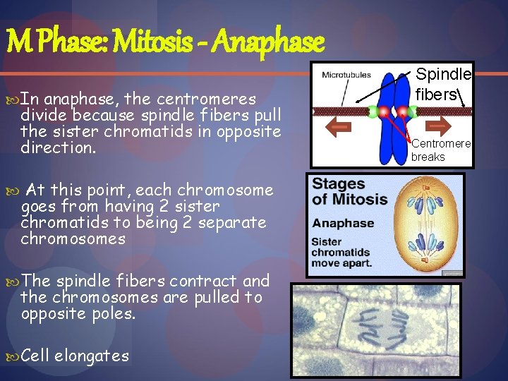 M Phase: Mitosis - Anaphase In anaphase, the centromeres divide because spindle fibers pull
