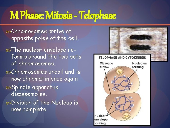 M Phase: Mitosis - Telophase Chromosomes arrive at opposite poles of the cell. The